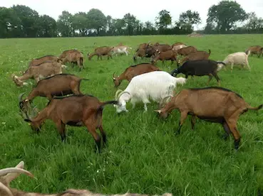 La Ferme des Mille et une cornes