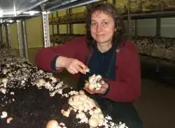 Agari Breizh