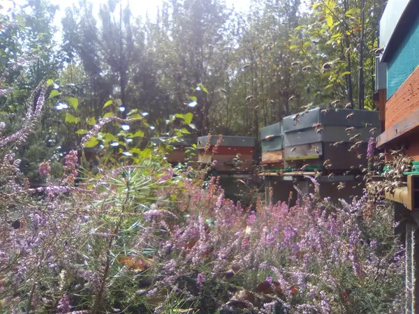 Aux grées des fleurs : quand les abeilles inspirent les saveurs sucrées.